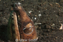 350D 60mm macro ys90 strobes

snake eel being cleaned b... by Stew Smith 